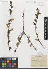 Foto von Salix myrsinifolia Salisb.